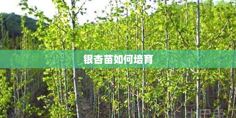 银杏苗如何培育 银杏苗如何培育
