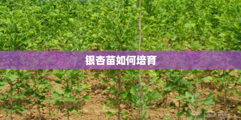 银杏苗如何培育 银杏苗如何培育