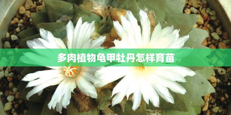 多肉植物龟甲牡丹怎样育苗