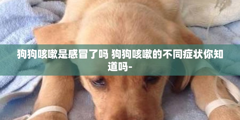 狗狗咳嗽是感冒了吗 狗狗咳嗽的不同症状你知道吗-