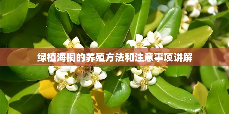 绿植海桐的养殖方法和注意事项讲解