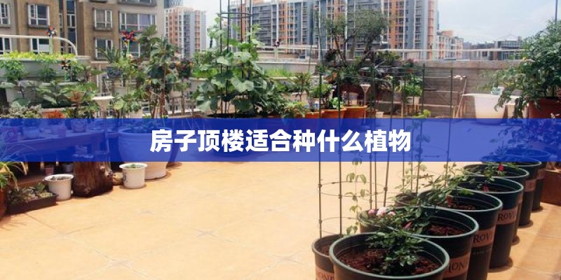 房子顶楼适合种什么植物