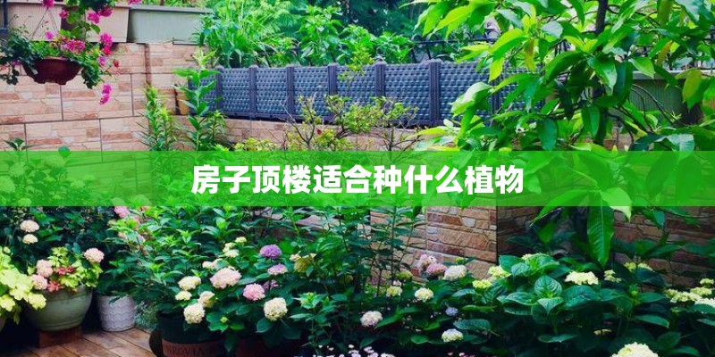 房子顶楼适合种什么植物