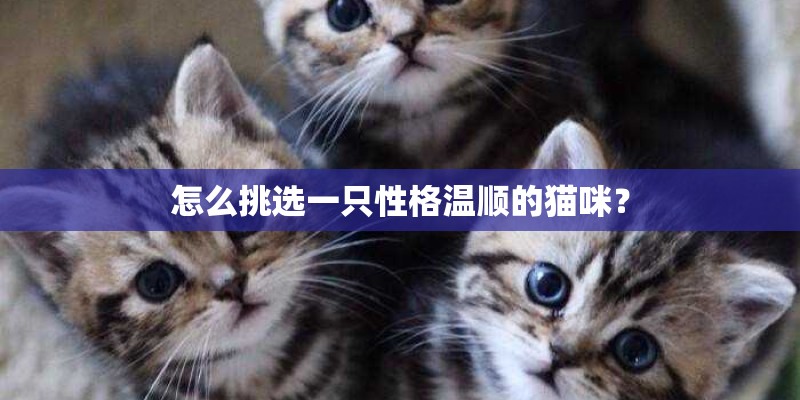 怎么挑选一只性格温顺的猫咪？