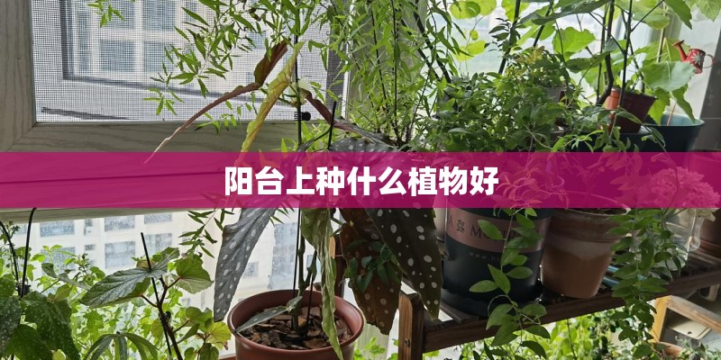 阳台上种什么植物好