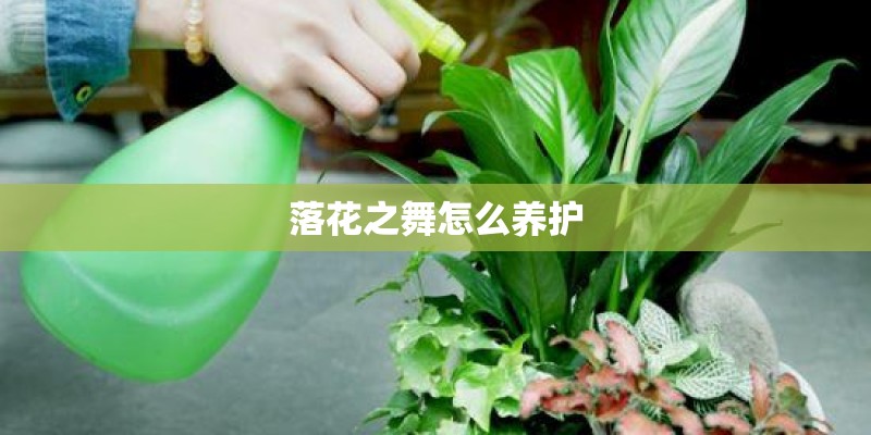 落花之舞怎么养护