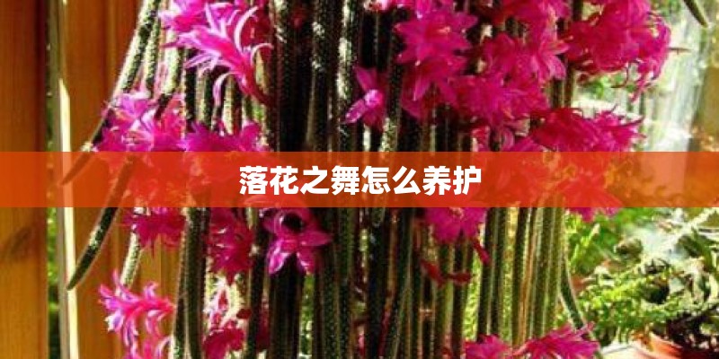 落花之舞怎么养护