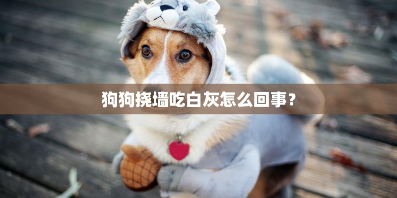 狗狗挠墙吃白灰怎么回事？