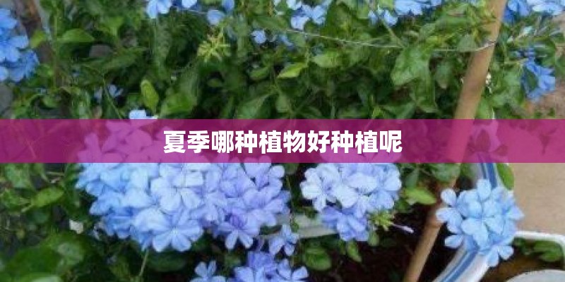 夏季哪种植物好种植呢