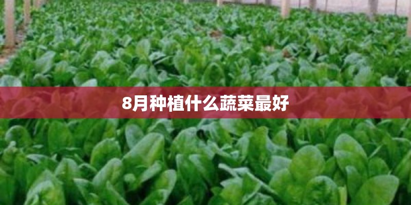 8月种植什么蔬菜最好