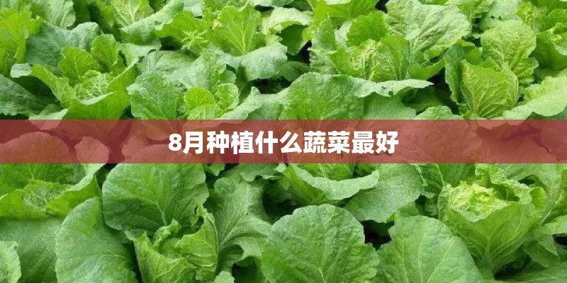 8月种植什么蔬菜最好