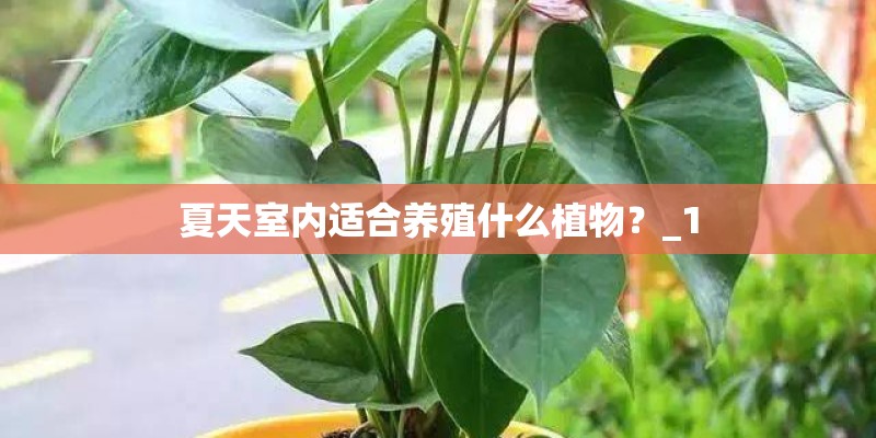 夏天室内适合养殖什么植物？_1