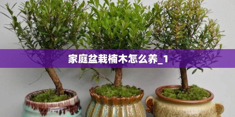 家庭盆栽楠木怎么养_1 家庭盆栽楠木怎么养_1