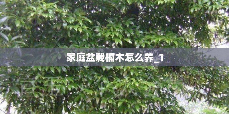 家庭盆栽楠木怎么养_1 家庭盆栽楠木怎么养_1