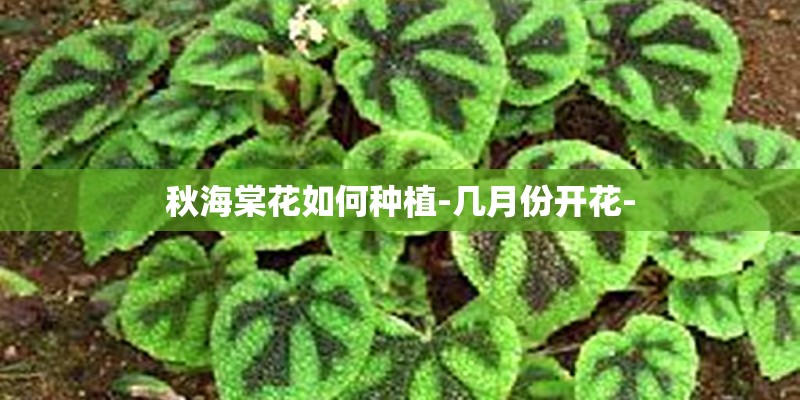 秋海棠花如何种植-几月份开花-