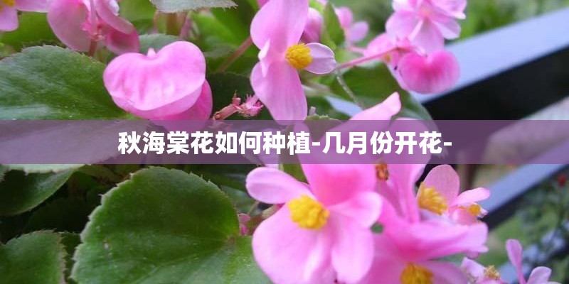 秋海棠花如何种植-几月份开花-