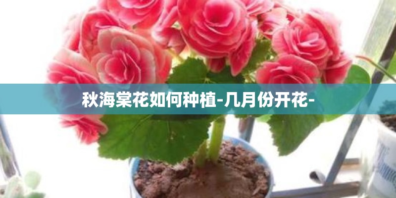 秋海棠花如何种植-几月份开花-
