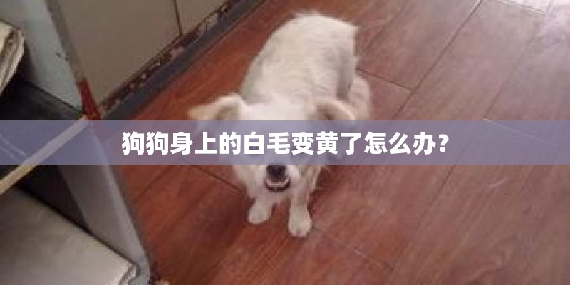 狗狗身上的白毛变黄了怎么办？