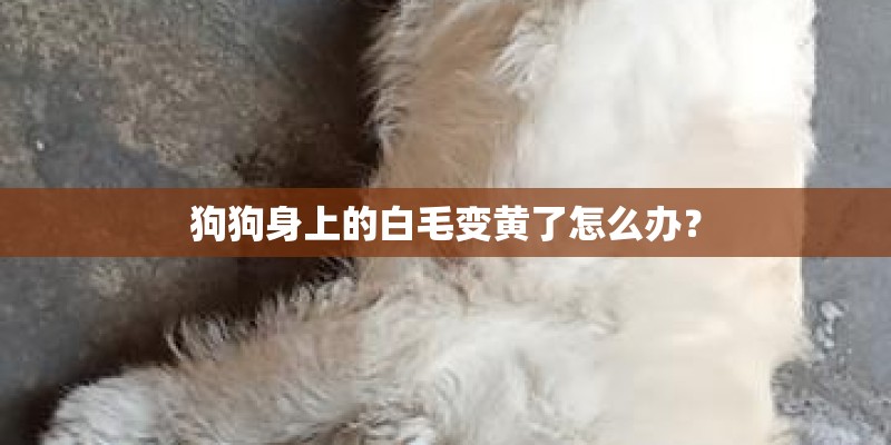 狗狗身上的白毛变黄了怎么办？