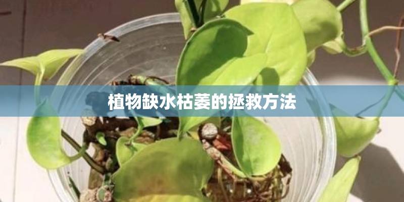 植物缺水枯萎的拯救方法