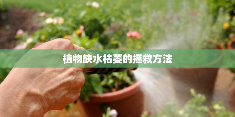 植物缺水枯萎的拯救方法