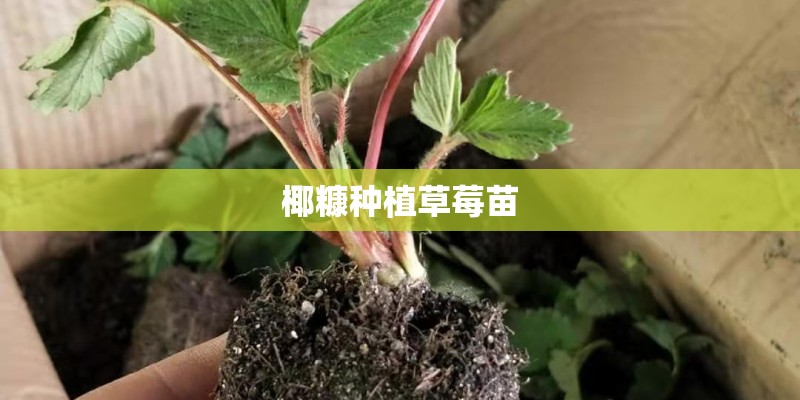 椰糠种植草莓苗