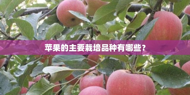 苹果的主要栽培品种有哪些？