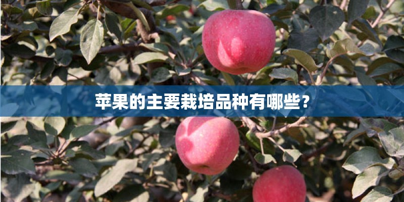 苹果的主要栽培品种有哪些？