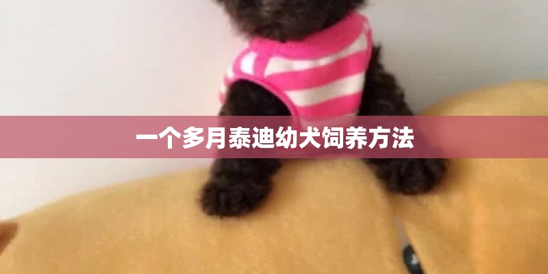 一个多月泰迪幼犬饲养方法