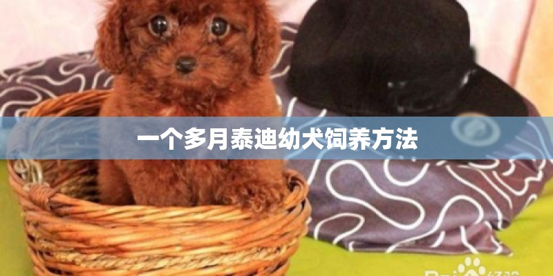 一个多月泰迪幼犬饲养方法