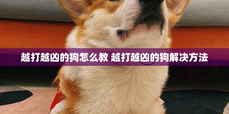 越打越凶的狗怎么教 越打越凶的狗解决方法