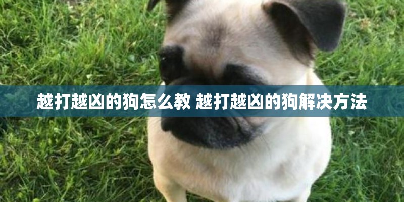 越打越凶的狗怎么教 越打越凶的狗解决方法 越打越凶的狗怎么教 越打越凶的狗解决方法