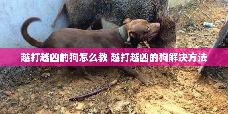 越打越凶的狗怎么教 越打越凶的狗解决方法 越打越凶的狗怎么教 越打越凶的狗解决方法