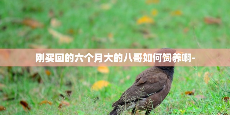刚买回的六个月大的八哥如何饲养啊-