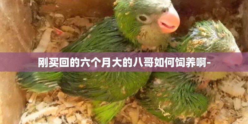 刚买回的六个月大的八哥如何饲养啊-