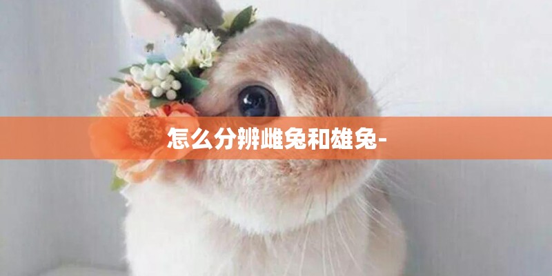 怎么分辨雌兔和雄兔-