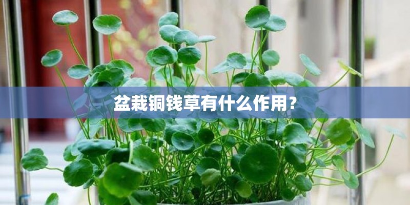 盆栽铜钱草有什么作用？