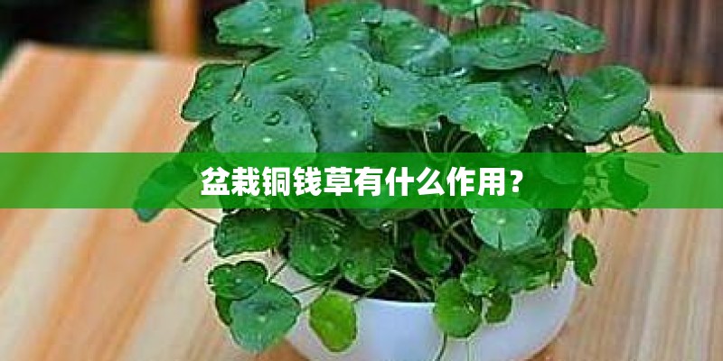 盆栽铜钱草有什么作用？