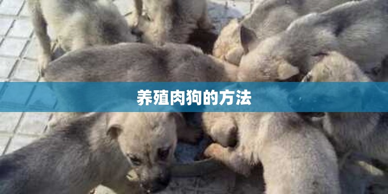 养殖肉狗的方法