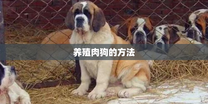 养殖肉狗的方法