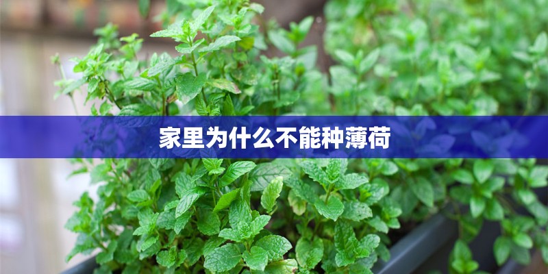 家里为什么不能种薄荷