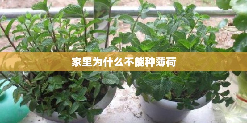 家里为什么不能种薄荷