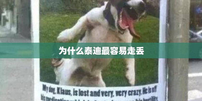 为什么泰迪最容易走丢