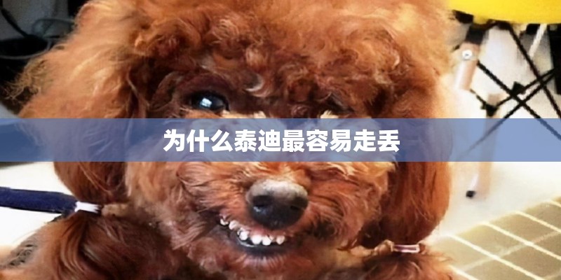 为什么泰迪最容易走丢