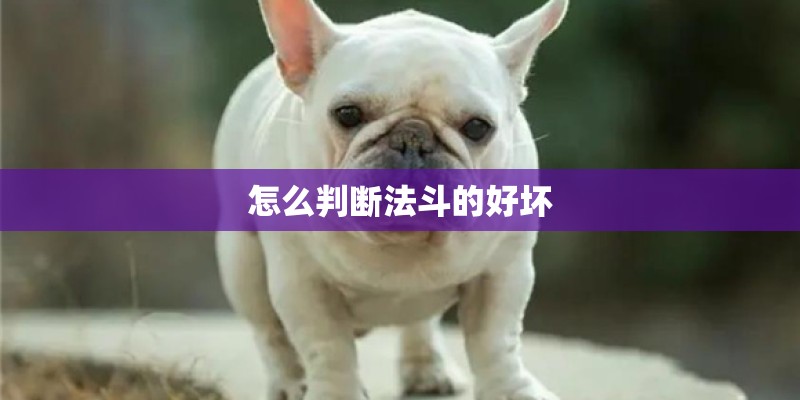 怎么判断法斗的好坏