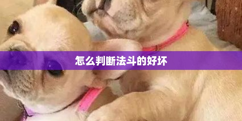怎么判断法斗的好坏
