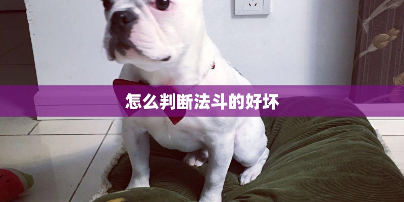 怎么判断法斗的好坏