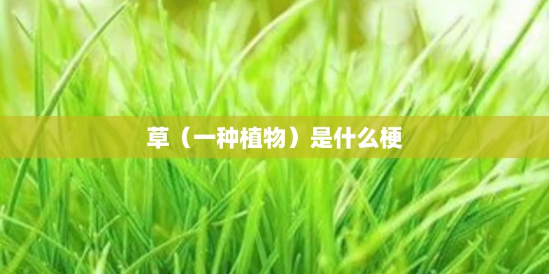 草（一种植物）是什么梗