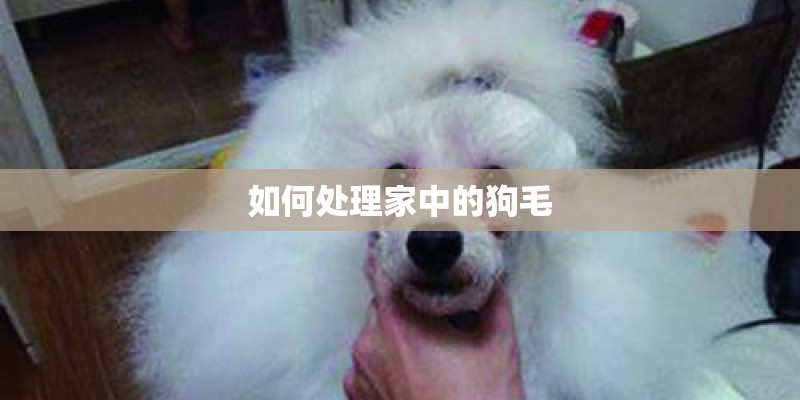如何处理家中的狗毛