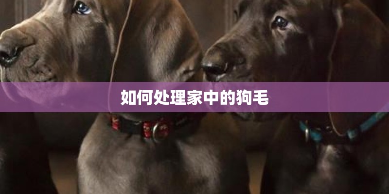 如何处理家中的狗毛